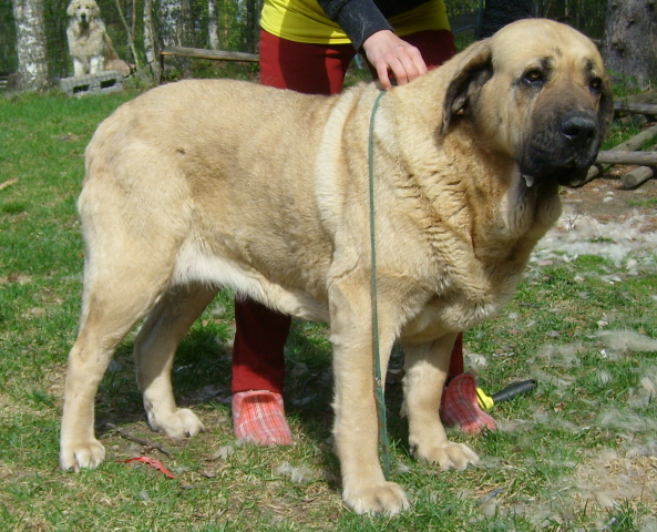 Nelly Tornado Erben on May 2011
Baskervil Mastibe x Donelly Tornado Erben.
Breeder kennel Tornado Erben, Lenka Erbenova, Czech republic
