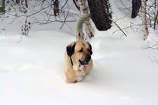 Ramonet doing his snow exercise :)
