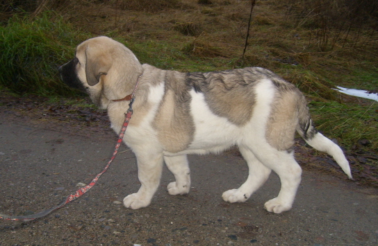 Uffaffaa Tornado Erben, 16 weeks
Practising how to walk on leach :).
