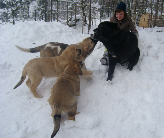 Puppies and Linda de Cerro del Viento
Keywords: snow nieve