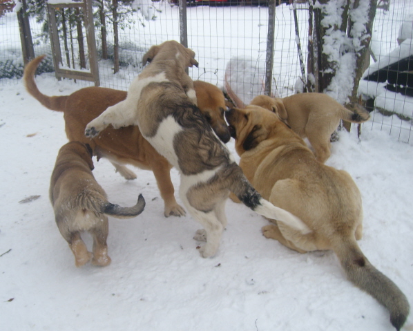 "We are family..."
Keywords: snow nieve