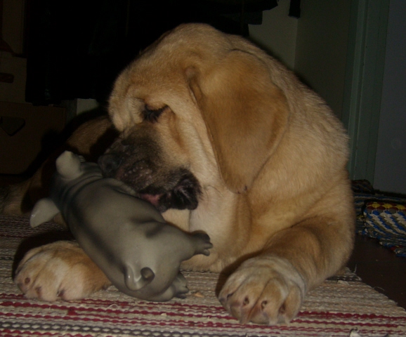 Marple got new toy and she loves her own pig
