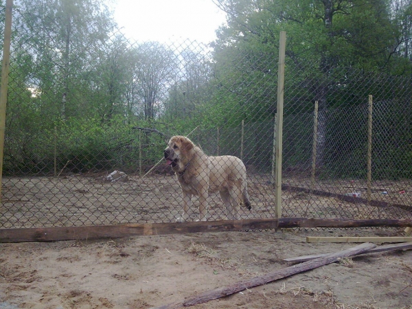 Alzar Dartibo with his brand new " tennis palace " :))
Born 20.4.10. Parents Amigo Zeus Mastibe & Rebelle Tornado Erben.

Alzar is very strongly build male, with constantly developing head and body. He has super character, but he is awsom guard also. He is very young still but reminds about his father, father father etc, that all are great mastines.
We hope he still developes as healthy as he being done as far. Ambra Dartibo, his litter sister is also in Finland ( next pictures) and it has been very intressing to watch siblings to grow and develope. They both are purely working dogs from the bottom of their heart, true LGD`s.  But still so easy to be and live with and they love their families, expecially children very much.
