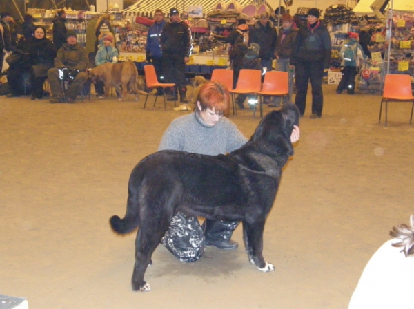 Linda de Cerro del Viento 10 months
Linda at her very first show 9.1.10
