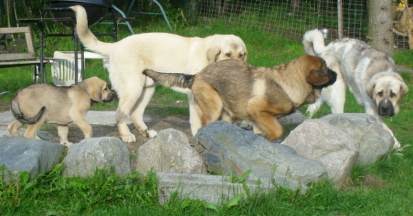 Puppies on the sandbox
Lilja 9 weeks, Mauno 10 months, Wanda 5 months and Uffa 10 months.
