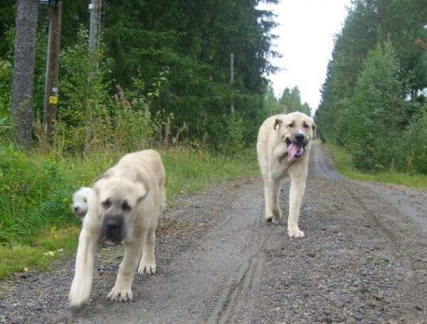 Ambra Dartibo and Mamapama´s Monstery
They are in hurry, cause "mummy" needed to shout a little louder , cause these two "brainstorm" went a bit too far than excepted :)). And little westie puppy trying to hide behind Ambra and be as invisible as he can :D
