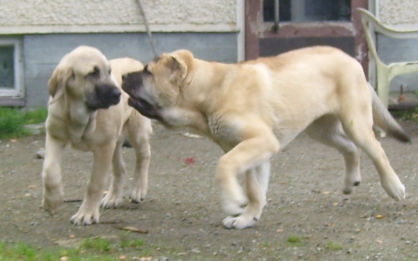 Alzar and Ambra playing, they are very amusing to look
