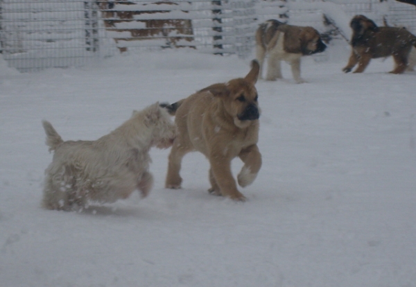 Marple and westie are having fun, all the time..
