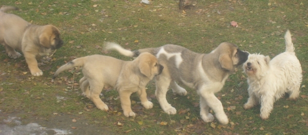 Olvi, Marple, Uffa and Helmi-westie
