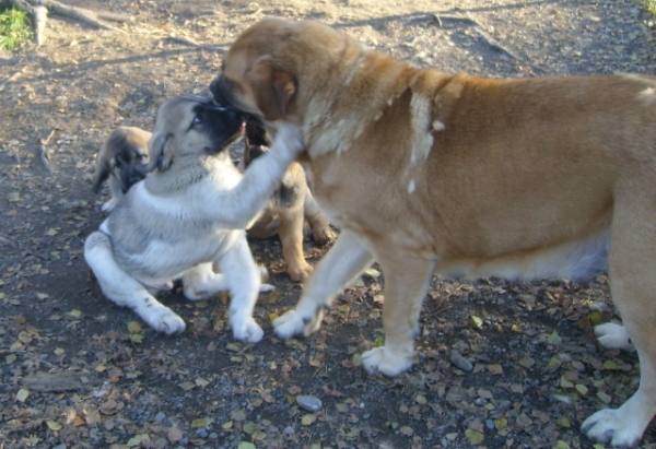 Uffa giving hug to his new mom
