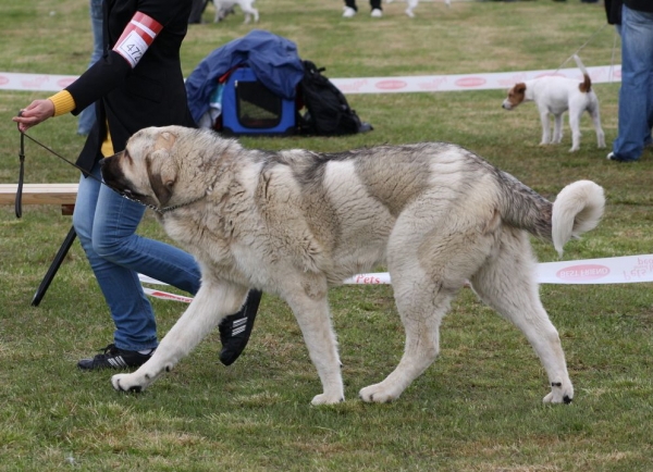 Uffaffaa Tornado Erben, 9½ months
