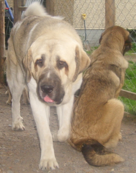 Head of the 11 months old youngster
Uffa is such a sweetheart. He is so kind and always listening what mummy says ;). Inspite of his giant size he can be totally handled of our kids too.
