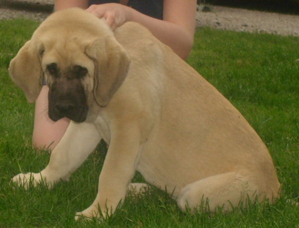 Ambra Dartibo
Amigo Zeus Bis Mastibe x Rebelle Tornado Erben. Her grandgrand fathers are Ulises de Ablanera and Canonero de Fuente Mimbre. She is born 20.4.2010 and her breeder is Dagmar Tia from Cz.
