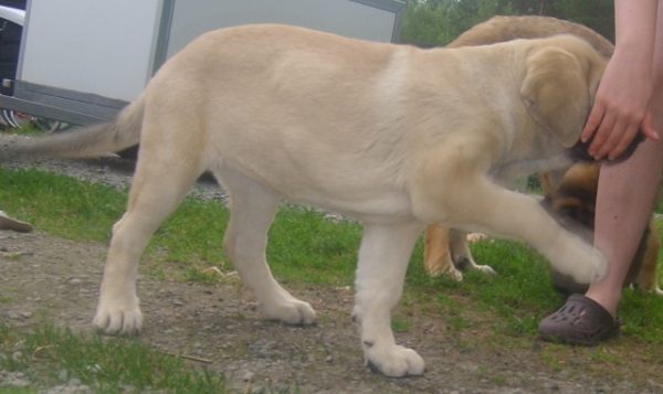 Ambra Dartibo
Training obedience ( = coming when asked :))) ) with my daughter.

