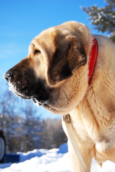 Penelope Tornado Erben
Two years old female
( Ramonet x Florita Maja Tornado Erben)
