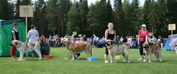 Best males at Ristiina National Show
1st: Uffaffaa Tornado Erben, age 11 months
2nd: Anuler Aureliano, age 20months
3rd: Ramonet, age 4 years
4th: Mamapama´s Maravilliso, age 11 months
