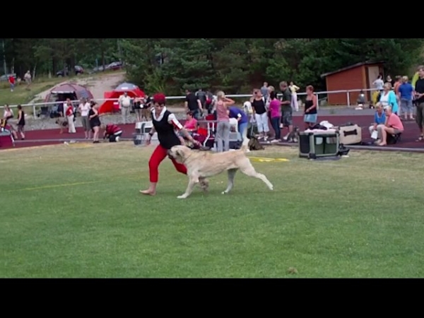 Mamapama´s Mendoza
11 months old male at Ristiina National Dogshow, result exc
Parents Ramonet and Hannah Mastibe 
