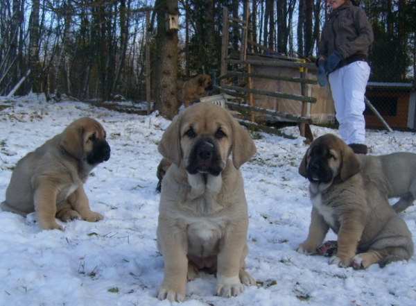 Puppies and first snow
