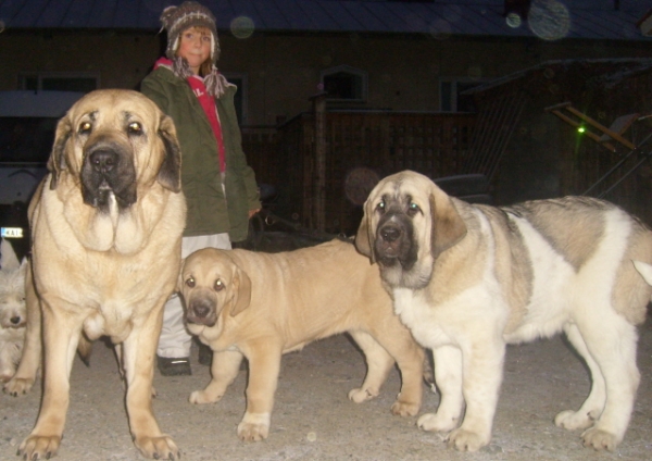 Sanni with her mastines.
Nelly, Marple and Uffa
