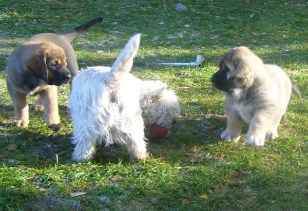 Mayflower and Maravilliso with westie
