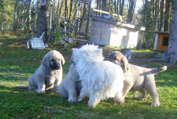 Westie, "the nanny" playing with puppies
