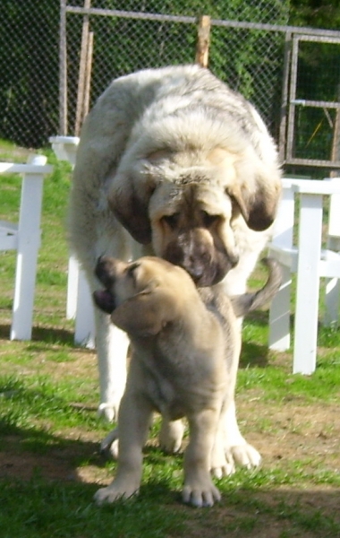 Lilja and Uffa, 9 weeks old and ten months old puppies
