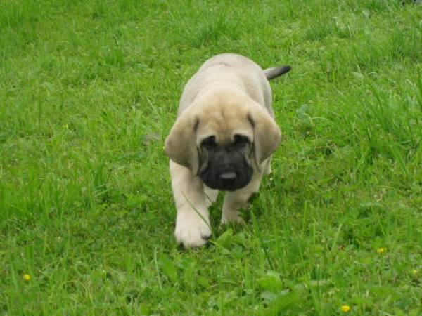 Little girl I couldn´t resist :)
Ambra Dartibo ( Amigo Zeus Bis Mastibe x Rebelle Tornado Erben).
Travelling to Finland soon with her gorgeous brother ;)
