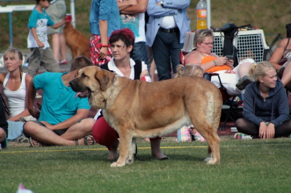 Hannah Mastibe
BIS-ring waiting for judging
