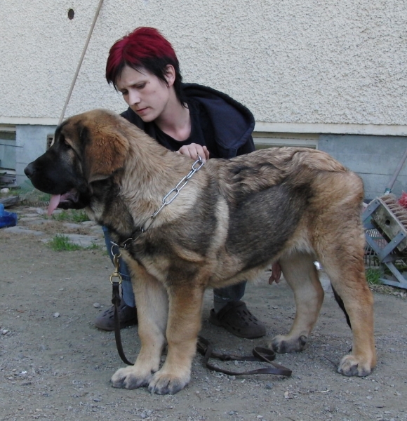 Wanda
Wonder Woman Tornado Erben, 4½ months old female puppy
