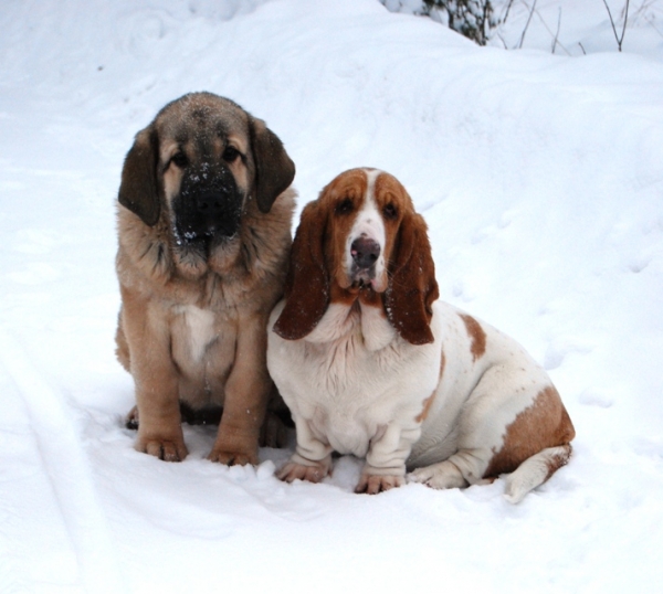 Millicent 4,5 months with her same age friend ( basset hound)
Born 16.8.09 Ramonet x Hannah Mastibe
Keywords: pet snow nieve
