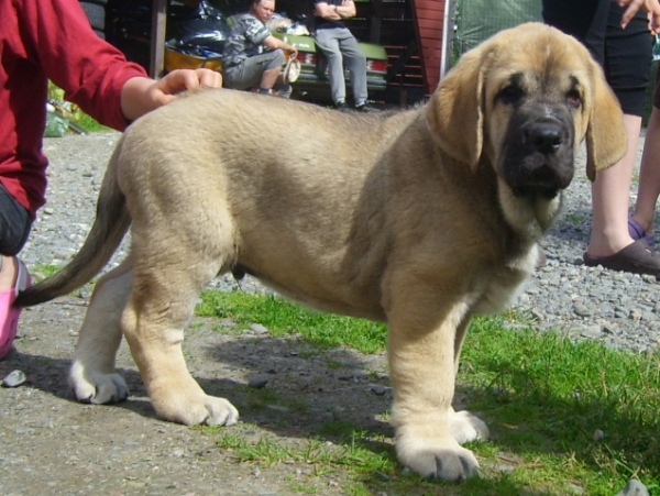 Alzar Dartibo
Amigo Zeus Bis Mastibe x Rebelle Tornado Erben
