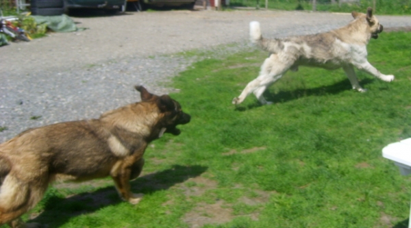 Who said big dog can´t look sporty :))?
