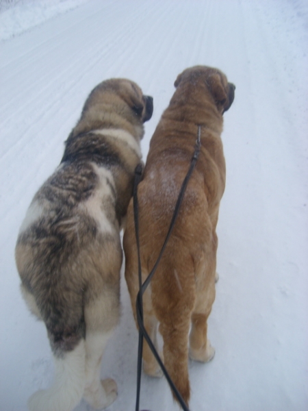 Uffa and Hannah at walk today
