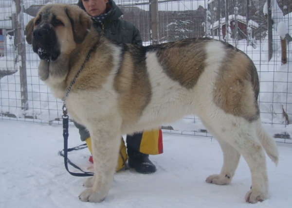 Uffaffaa Tornado Erben ½ year 6.2.2010
Uffa lives in Finland
