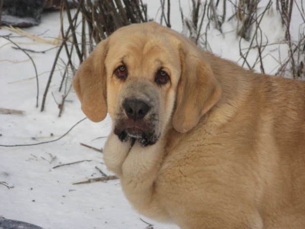 Penni and her "wattle" :)
Puppies 5 months old
( Ramonet x Hannah Mastibe)
Keywords: snow nieve