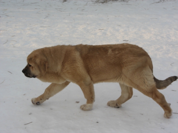 MissMarple, "Penni"
Puppies 5 months old
( Ramonet x Hannah Mastibe)
Keywords: snow nieve