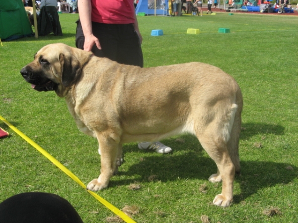 Nelly Tornado Erben
3rd best female at Ristiina National dogshow

