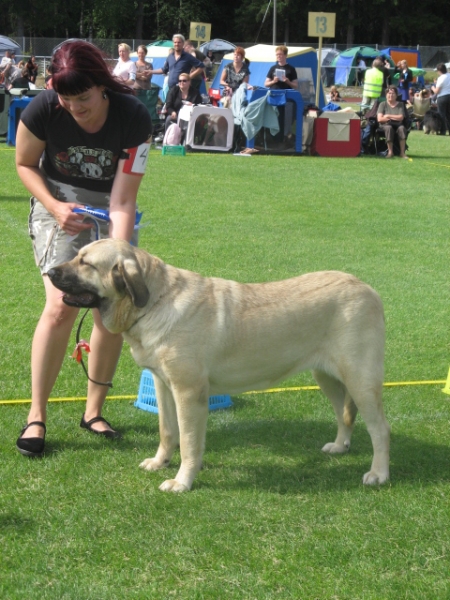 Mamapama´s Millicent
11 months old female at Ristiina National show, result exc, cac, 2nd best female
Parents Ramonet and Hannah Mastibe
