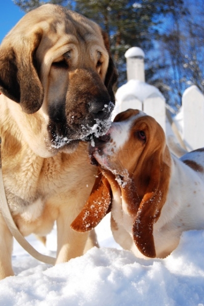 Penelope Tornado Erben with her friend Basset Hound Pippi
Keywords: pet