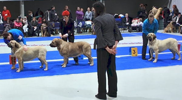 Class of best females 16.1.2011 at Lahti dogshow
Mamapama´s Millicent (II), Nelly Tornado Erben (I) and Penelope Tornado Erben (III).
