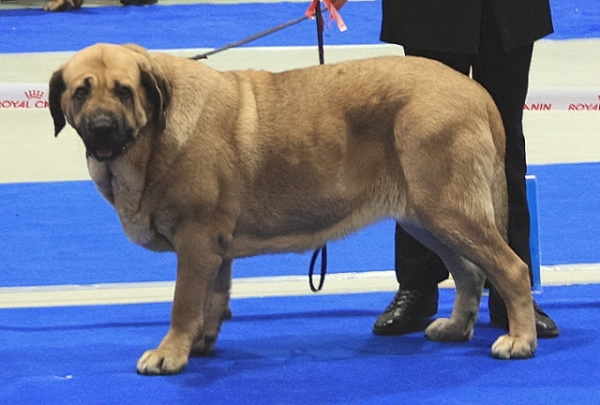 Nelly Tornado Erben, BOS at dogshow held in Lahti, Finland 16.1.2011
Baskervil Mastibe x Donelly Tornado Erben
