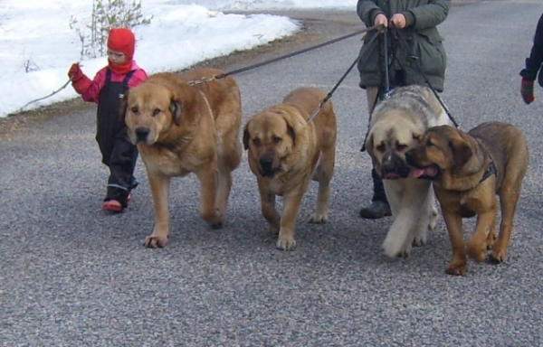 Taking a walk with Tico, Hannah , Uffa and Muhku                                                                                                     
