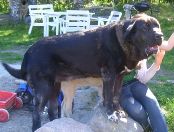 Linda de Cerro del Viento 17 months
Blai de Cerro del Viento x Trizia de Fuente Mimbre
Breeder : Sabas Garcia, Spain
