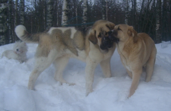 Mauno whispering some secrets to Uffa´s ear :)
