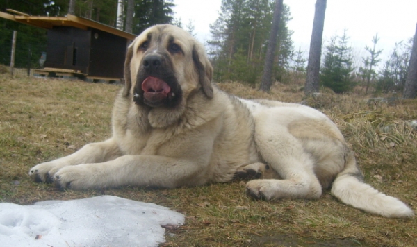 Not so noble and dignifient look on Uffa´s face :)).
Uffaffaa Tornado Erben, son of Ugo del Dharmaphuri and Lois Tornado Erben 
