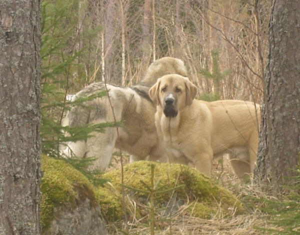 You look that way, and I look this way
Uffa went to help his friend to do guarding round
