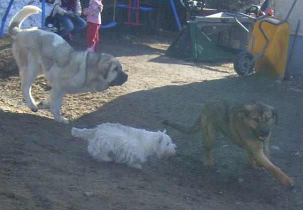 Uffa, lurking Westie and "Muhku"  ( Mamapama´s Mayflower)
