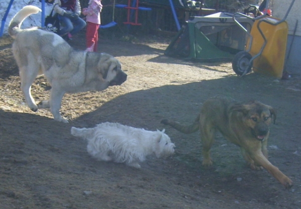 Uffa, lurking Westie and "Muhku"  ( Mamapama´s Mayflower)
