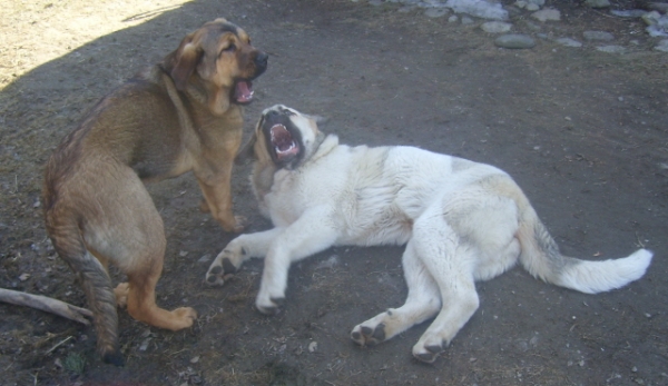 "oh, you too have beautiful teeths" :)
