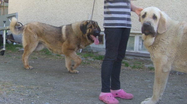 Our young girls
On the left Wanda and  on the  right Ambra Dartibo ( born 20.4.2010, parents  Amiga Zeus Bis Mastibe x Rebelle Tornado Erben)
